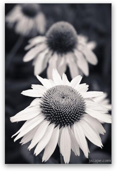 White Echinacea Flower or Coneflower Fine Art Metal Print