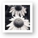 White Echinacea Flower or Coneflower Art Print