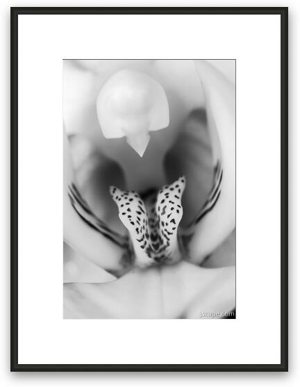 High Key Orchid Framed Fine Art Print