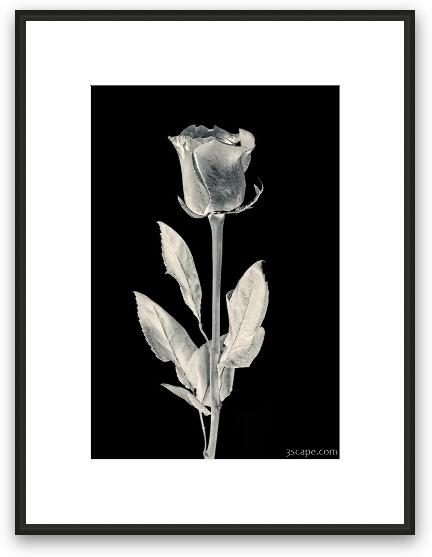 Silver Rose Framed Fine Art Print