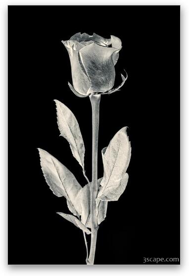 Silver Rose Fine Art Print by Adam Romanowicz