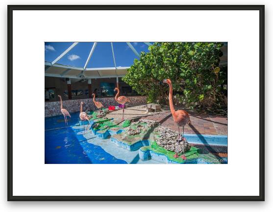 Flamingo exhibit in Sea Aquarium Framed Fine Art Print