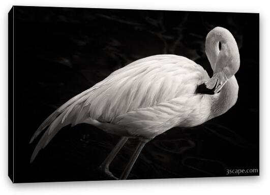 Black and White Flamingo Fine Art Canvas Print