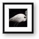 Black and White Flamingo Framed Print