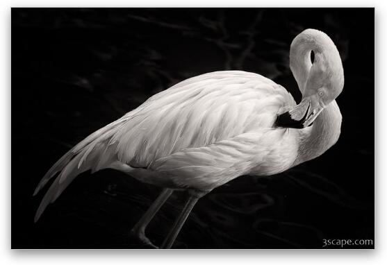 Black and White Flamingo Fine Art Metal Print