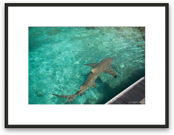 Lemon Shark at Sea Aquarium Framed Fine Art Print