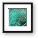 Lemon Shark at Sea Aquarium Framed Print