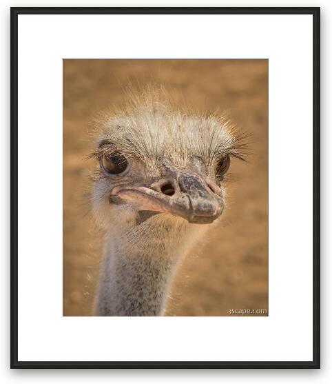 Juvenile Ostrich Framed Fine Art Print