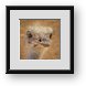 Buy Framed Print