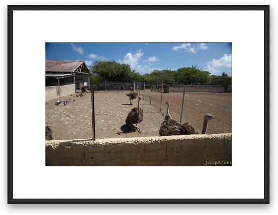 Juvenile Ostriches Framed Fine Art Print