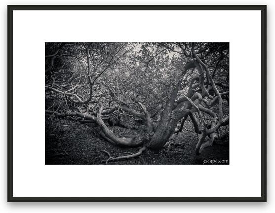 Twisted tree at Shete Boka National Park Framed Fine Art Print