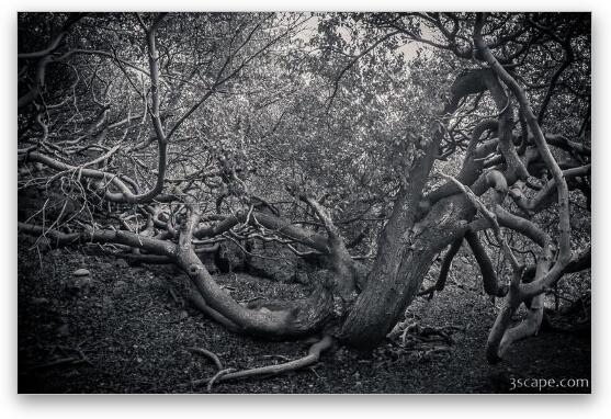 Twisted tree at Shete Boka National Park Fine Art Metal Print