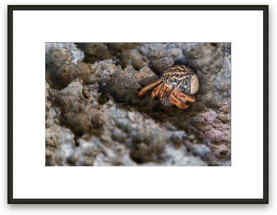 Hermit Crab Framed Fine Art Print
