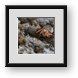 Buy Framed Print