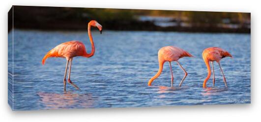 The Three Flamingos Fine Art Canvas Print