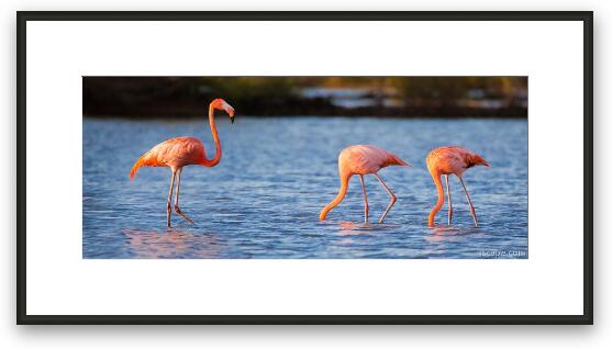 The Three Flamingos Framed Fine Art Print