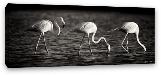 Flamingos Black and White Panoramic Fine Art Canvas Print