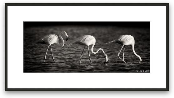 Flamingos Black and White Panoramic Framed Fine Art Print