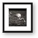 Flamingos Black and White Panoramic Framed Print