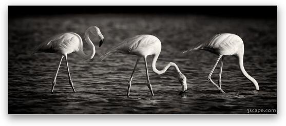 Flamingos Black and White Panoramic Fine Art Metal Print