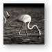 Flamingos Black and White Panoramic Metal Print