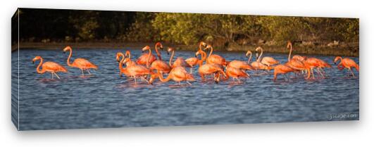 Flamingo Panoramic Fine Art Canvas Print