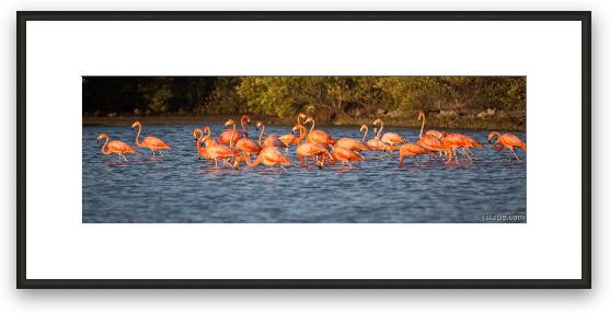 Flamingo Panoramic Framed Fine Art Print