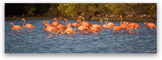Flamingo Panoramic Fine Art Metal Print