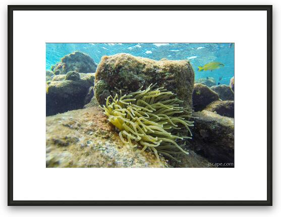 Great snorkeling at the Sunscape Resort Framed Fine Art Print