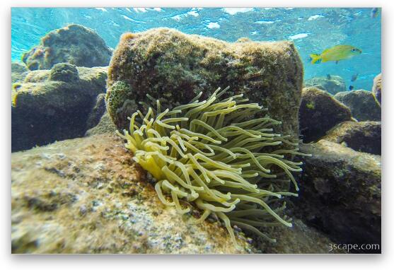 Great snorkeling at the Sunscape Resort Fine Art Metal Print