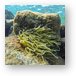 Great snorkeling at the Sunscape Resort Metal Print