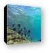Great snorkeling at the Sunscape Resort Canvas Print