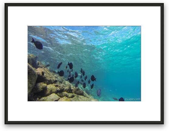 Great snorkeling at the Sunscape Resort Framed Fine Art Print