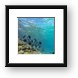Great snorkeling at the Sunscape Resort Framed Print
