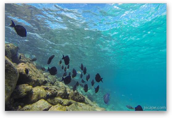 Great snorkeling at the Sunscape Resort Fine Art Metal Print