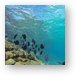 Great snorkeling at the Sunscape Resort Metal Print