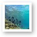 Great snorkeling at the Sunscape Resort Art Print