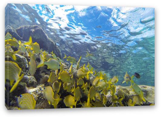 Great snorkeling at the Sunscape Resort Fine Art Canvas Print