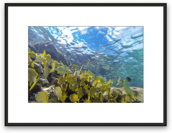 Great snorkeling at the Sunscape Resort Framed Fine Art Print