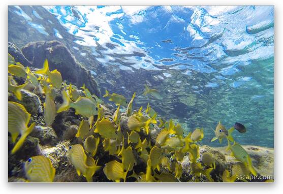 Great snorkeling at the Sunscape Resort Fine Art Metal Print