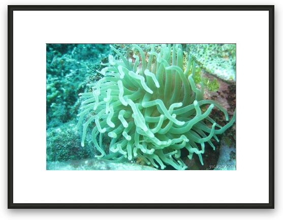 Sea Anemone Framed Fine Art Print