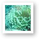 Sea Anemone Art Print