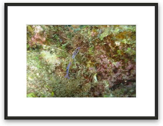 Small Cleaner Shrimp Framed Fine Art Print