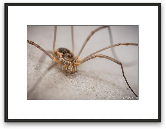 Daddy Long Legs Spider Framed Fine Art Print
