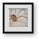 Buy Framed Print