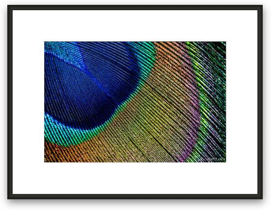 Peacock Feather Macro Framed Fine Art Print