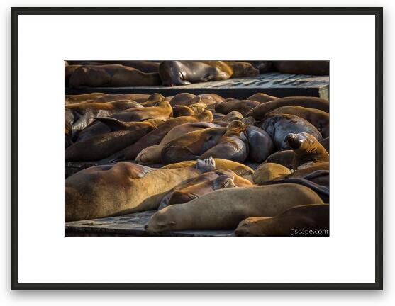 Sea Lions at Fishermans Wharf Framed Fine Art Print