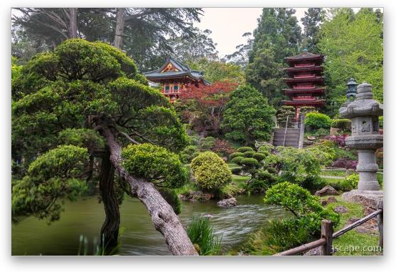 Japanese Tea Garden - Golden Gate Park Fine Art Print