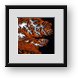 Buy Framed Print