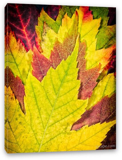 Autumn Maple Leaves Fine Art Canvas Print